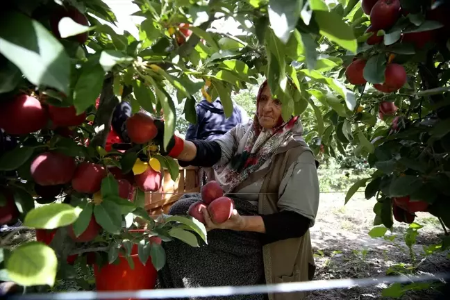 Yahyalı Elması, 25 Ülkede Damakları Tatlandırıyor