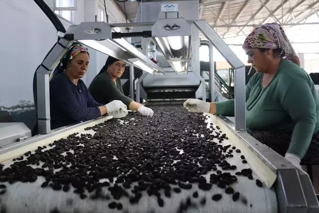 Kilis Horoz Karası Üzümü Kış Aylarında Tüketilmek Üzere Kurutuluyor