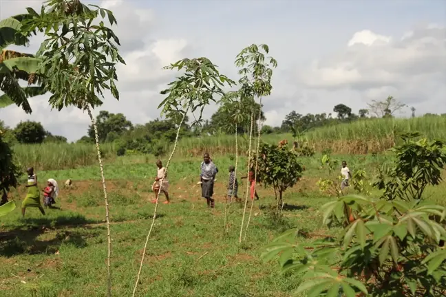 Uganda Kahvesi, Ülke Ekonomisine Katkısını Artırıyor