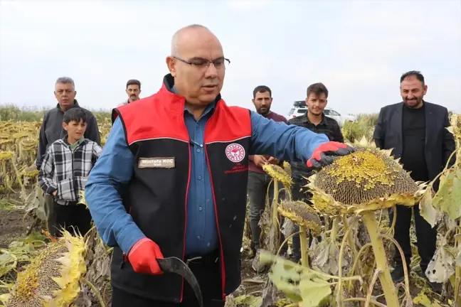 Ağrı'da Çerezlik Ayçiçeği Hasadı Başarıyla Devam Ediyor