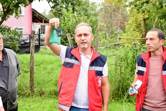 Samsun Terme'de Kahverengi Kokarca Zararlısına Karşı Feromon Tuzakları Dağıtılmaya Başlandı