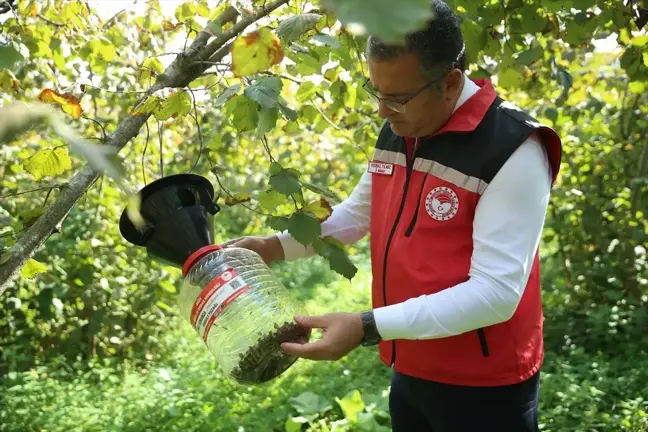 Ordu'da Kahverengi Kokarca Zararlısıyla Mücadele İçin 2 Bin 200 Feromon Tuzak Asıldı