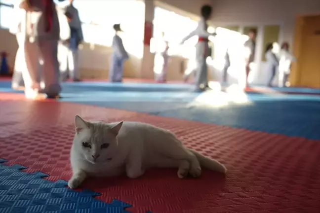 Karate Kursunda 'Karate Cat' Neşe Kaynağı Oldu