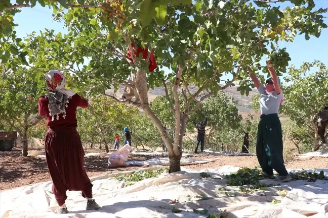 Siirt Fıstığı Doğa ve Kültür Festivali'nde Hasat Coşkusu