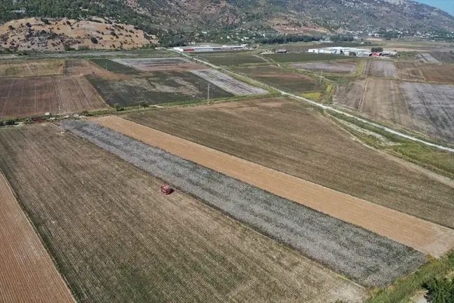 Söke Pamukunda Kuraklık Etkisi: Verim Düşüşü Bekleniyor