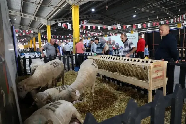 İnegöl'de Küçükbaş Hayvancılık Festivali Yüzleri Güldürdü