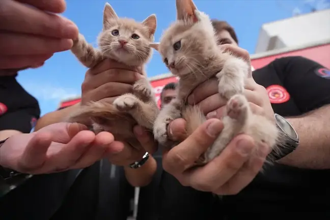 Itfaiye Şoförü, Kurtardığı Kedi Yavrularını Sahiplendi