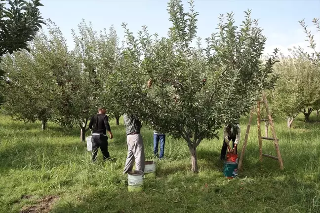 Muş'ta 4 Bin 512 Dönümlük Elma Hasadı Başladı