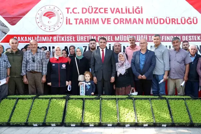 Düzce'de Çiftçilere 250 Bin Marul Fidesi Dağıtıldı