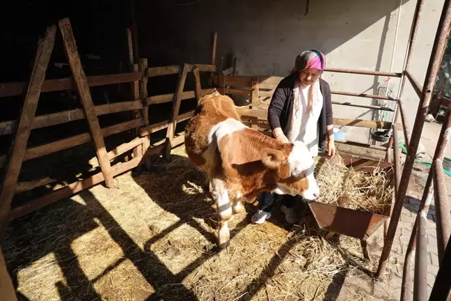 Edirne'de Kadın Çiftçi Devlet Desteğiyle Hayvancılığı Geliştiriyor