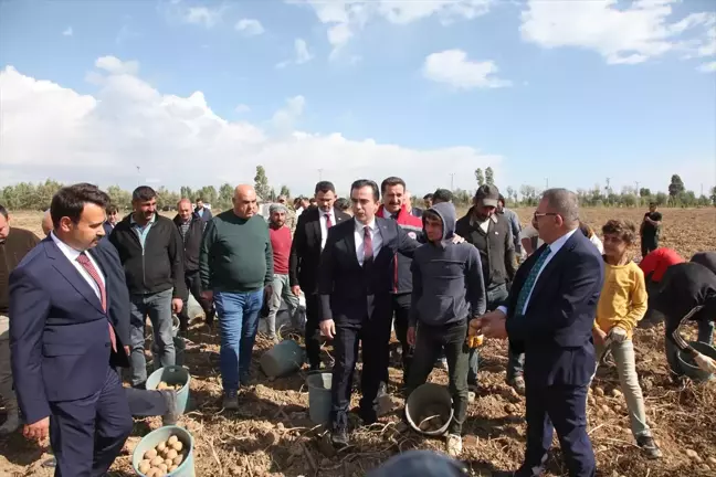 Bitlis Valisi Karakaya Patates Hasadına Katıldı