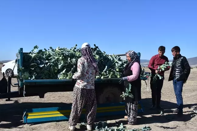 Brokoli Üretimi Çiftçilerin Yüzünü Güldürüyor