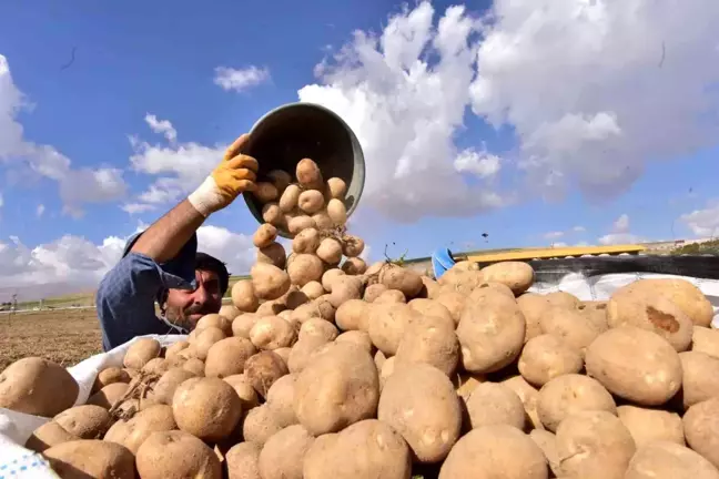 Bitlis'in Ahlat İlçesinde Patates Hasadı Başladı