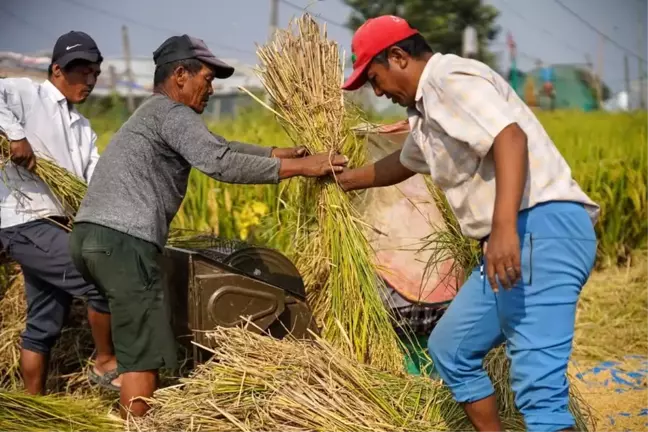 Nepal'de Dünya Gıda Günü Kutlaması: Pirinç Hasadı