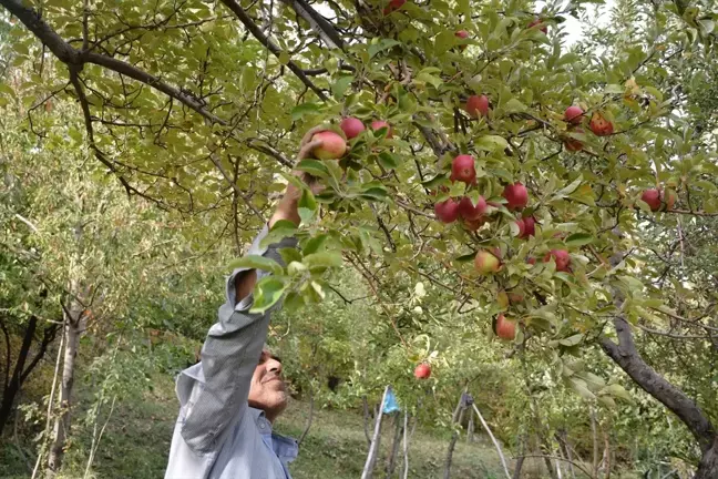 Hakkari'de Elma Hasadı Başladı