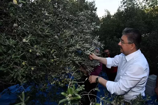 Osmaniye Valisi Erdinç Yılmaz Zeytin Hasadına Katıldı