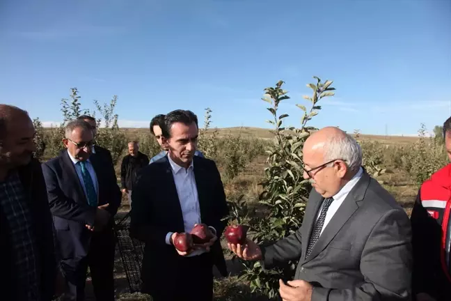 Bitlis Valisi Karakaya, Ahlat'ta Elma Hasadına Katıldı