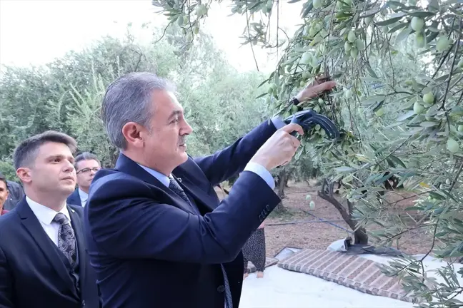 Mardin Valisi Akkoyun, Derik'te Zeytin Hasadına Katıldı