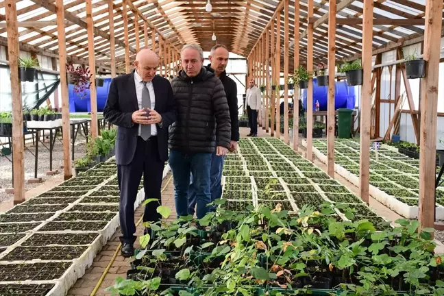 Terme Belediyesi'nin Çiçek Üretimi ile Şehir Süsleniyor