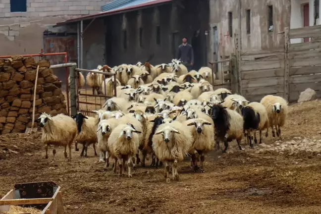 Van'daki Deprem Yaraları, Devlet Desteğiyle Sarıldı