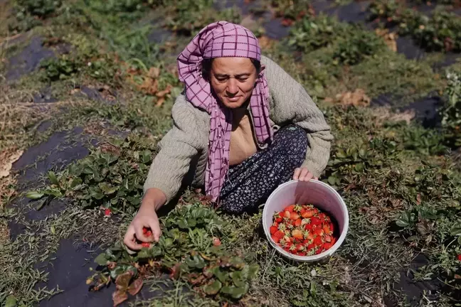 Hüyük Çileği Hasadı İçin Üreticilerin Telaşı Sürüyor