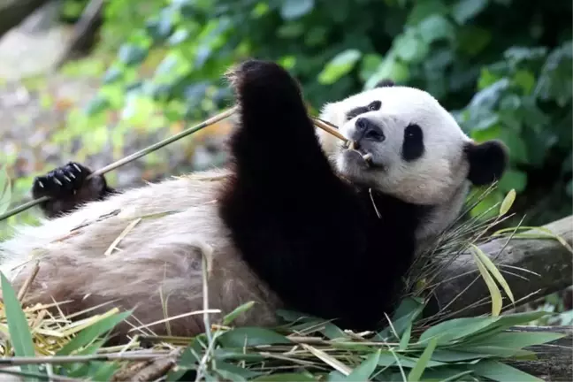 Belçika'daki Panda Yavruları Çin'e Dönüyor