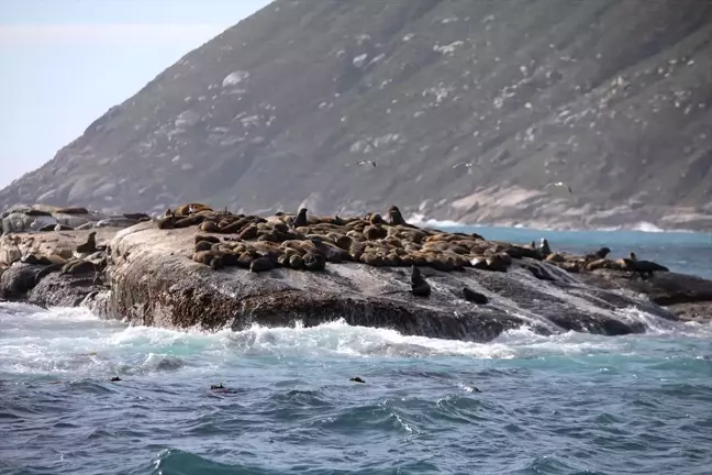 Cape Kürklü Foklarda Görülen Kuduz Salgını Tarihi Bir İlk