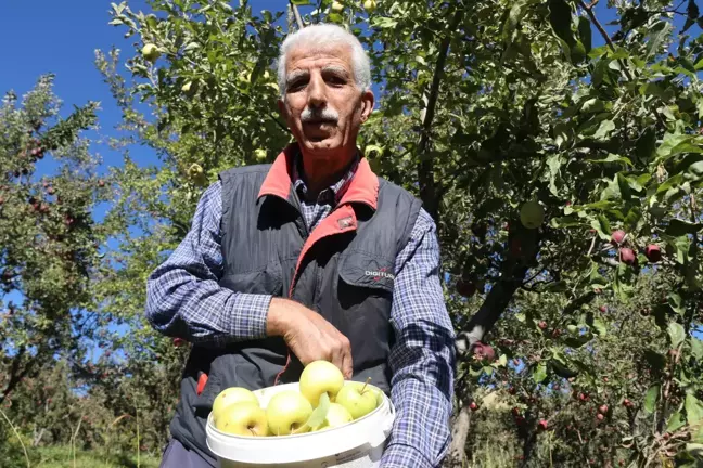 Hobi Olarak Başladığı Elma Yetiştiriciliğinde Bu Yıl 7 Ton Hasat Etti