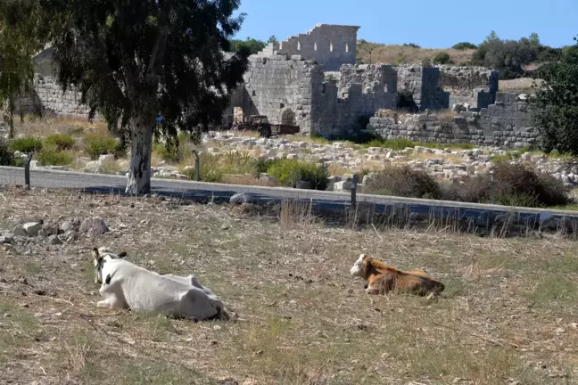 Patara Antik Kenti'nde Hayvanların Yürüyüş Yollarına Zarar Vermesi Üzerine Kamulaştırma Çalışmaları Başladı