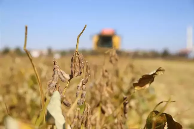 Diyarbakır'da Soya Üretimi Üç Kat Artarak 33 Bin Dekara Ulaştı