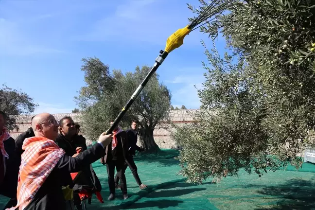 Ayvalık Uluslararası Zeytin Hasat Festivali'nde İlk Hasat Yapıldı