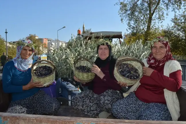 Manavgat'ta Zeytin ve Zeytinyağı Festivali Başladı