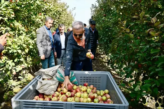 Karaman Valisi Elma Hasadına Katıldı