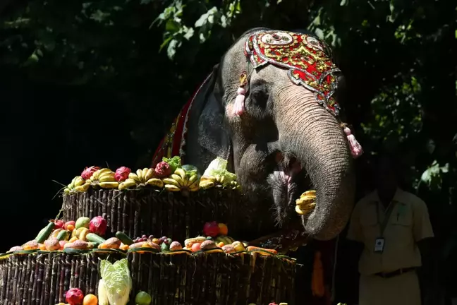 Myanmar'da Ünlü Dişi Asya Fili Momo 71. Yaşını Kutladı