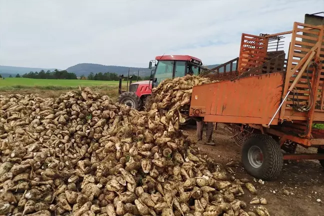 Sinop'un Boyabat İlçesinde Şeker Pancarı Hasadı Başladı