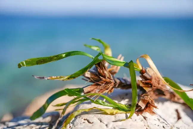 DEÜ'den Akdeniz'in Deniz Çayırları Üzerine Karbon Tutma Projesi