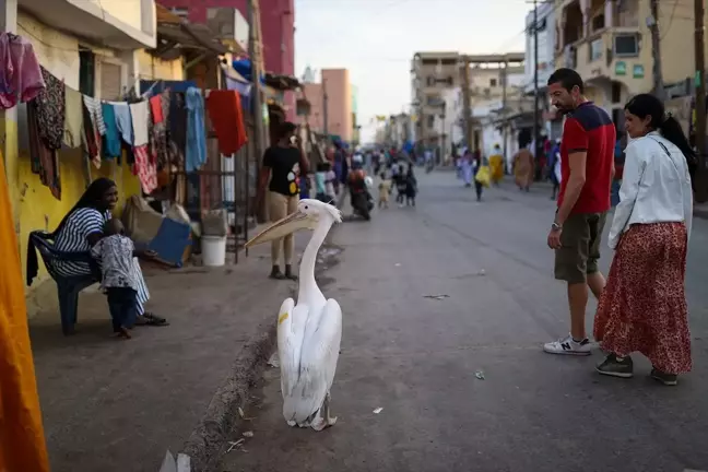 Saint-Louis'ta Pelikan Turistlerin Gözdesi Oldu