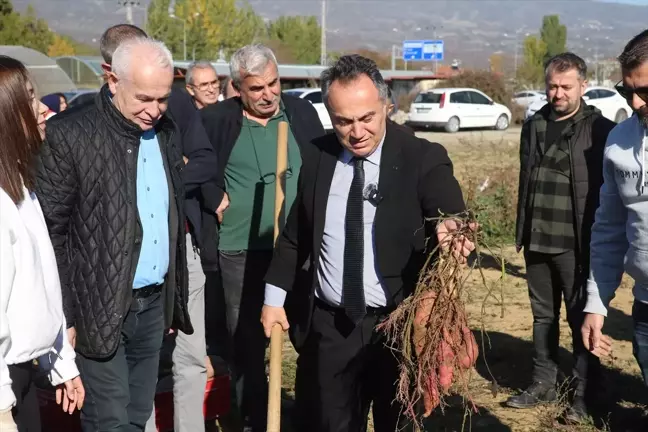 Tokat Gaziosmanpaşa Üniversitesi'nde Tatlı Patates Hasadı Etkinliği