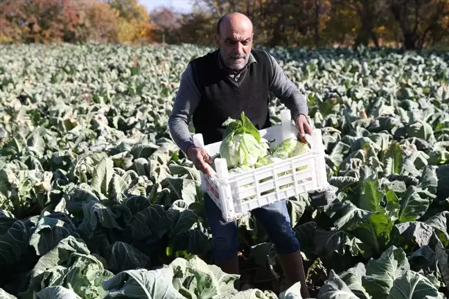 Erzincan'da Sebze Üretiminde Büyük Artış