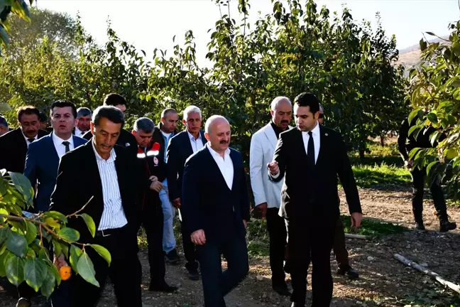 Adıyaman'da 13 Bin Ton Trabzon Hurması Rekoltesi Bekleniyor