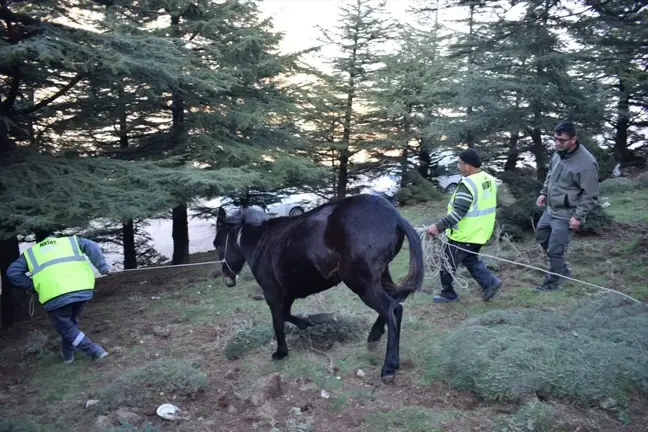 Hatay'da Yaralı Katırın Tedavisi Gerçekleştirildi