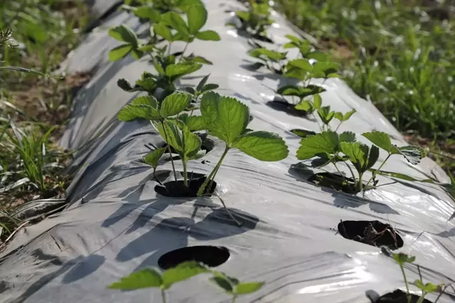 Hatay'da Depremden Etkilenen Çiftçilere 500 Bin Çilek Fidesi Dağıtıldı