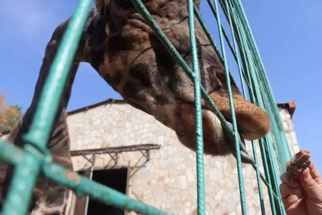 Gaziantep Hayvanat Bahçesi Kış Hazırlıklarına Başladı