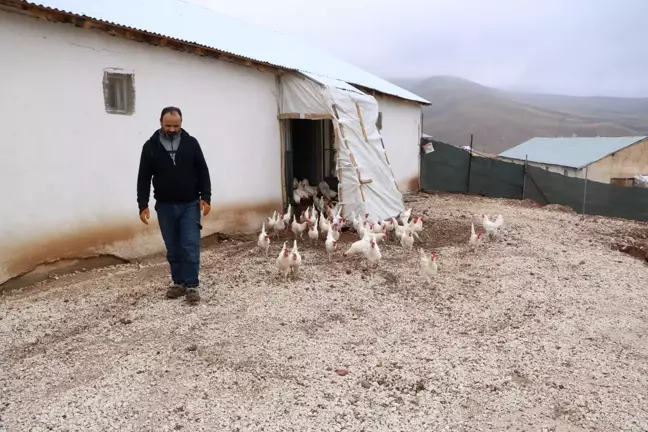 Hobi Olarak Başladı, Bine Yakın Tavuk Yetiştiriyor