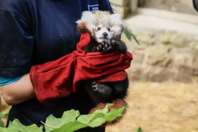 İskoçya'da Kırmızı Panda Yavrusunun Ölümünde Havai Fişekler Etkili Oldu