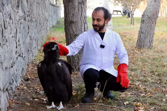 Yaralı Kara Akbaba Tedavi Altına Alındı