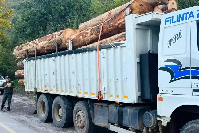 Bolu'da Kaçak Kesilen 792 Göknar Ağacı Soruşturması: 4 Tutuklama