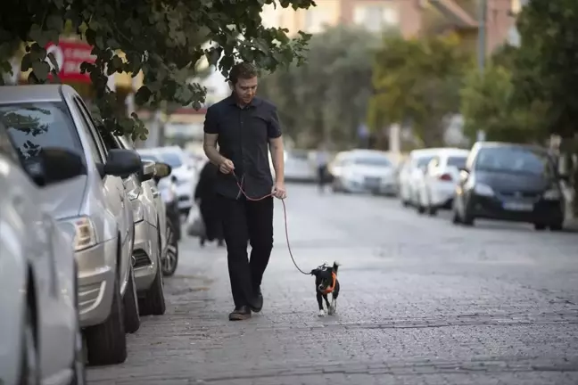 Felçli Köpek Kök Hücre Tedavisiyle Yürümeye Başladı