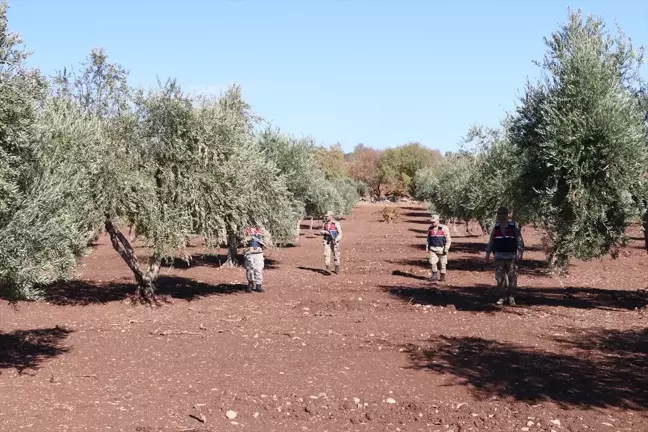 Kilis'te Zeytin Hırsızlarına Karşı Jandarma Denetimi