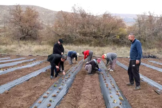 Erzincan'da Çilek Yetiştiriciliği Projesi Başlatıldı